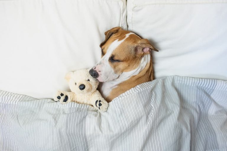 Melatonin helps dog sleep